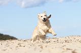GOLDEN RETRIEVER 485